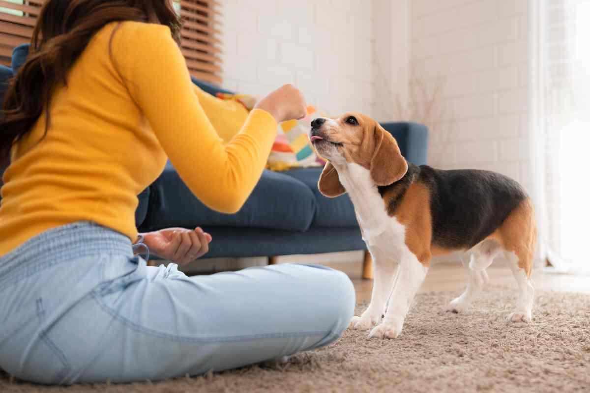 Cucciolo di cane 